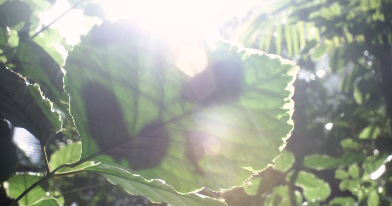 Sunlight filtering through fresh green leaves