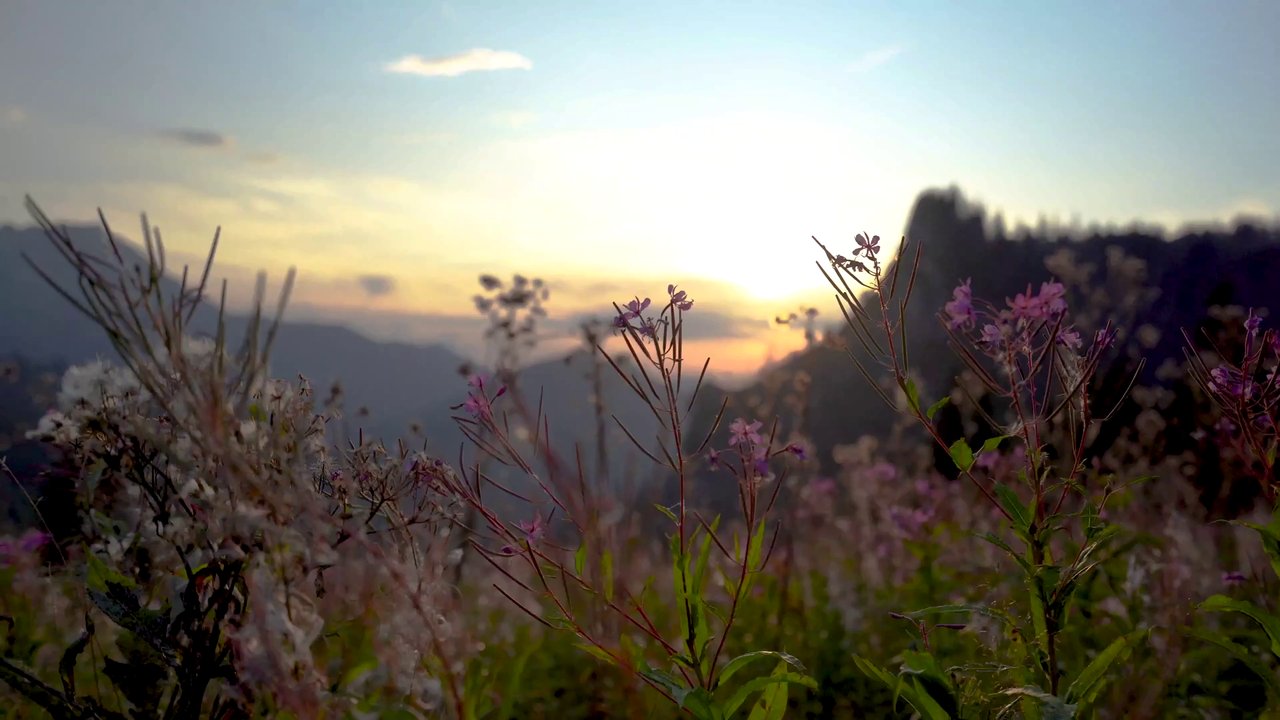 Purple flowers moving in warm sunset light